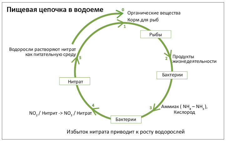 Пищевые цепи в аквариуме примеры. Схема круговорота веществ в сообществе водоема. Как в водоеме происходит круговорот веществ. Схема круговорота веществ в сообществе водоема 3. Схема круговорота веществ в сообществе водоема 3 класс.